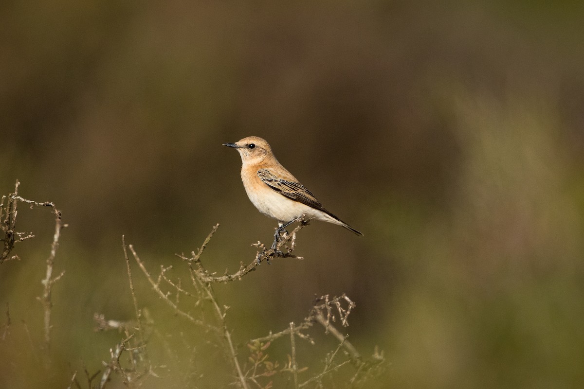 punersteinskvett - ML646685116