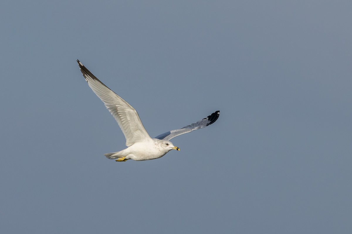 Ring-billed Gull - ML646685117