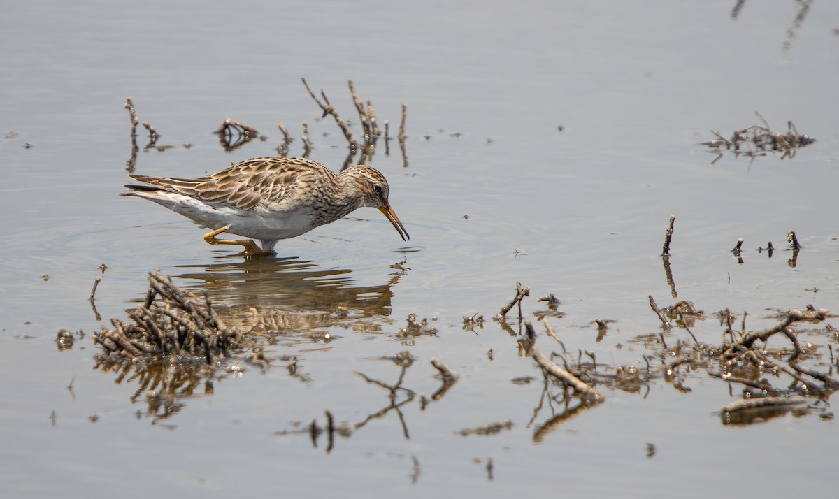 Çizgili Kumkuşu - ML646685118