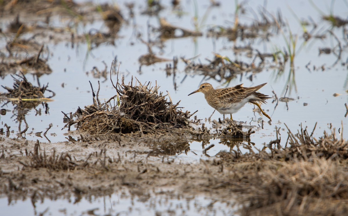 Çizgili Kumkuşu - ML646685119