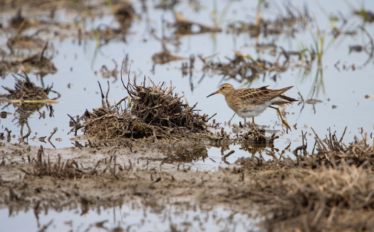 Çizgili Kumkuşu - ML646685120