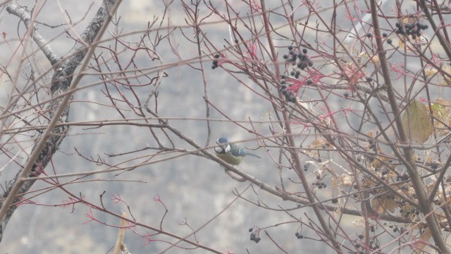 sýkora modřinka - ML646685121