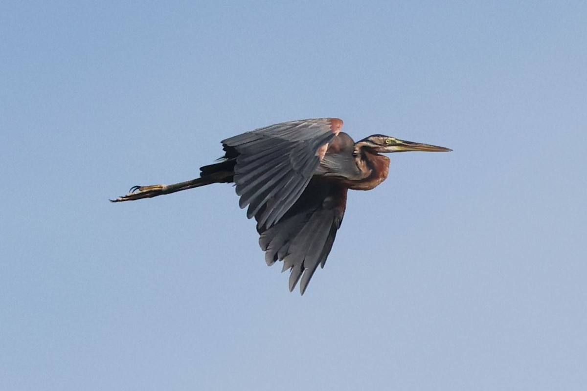 Purple Heron - ML646685122
