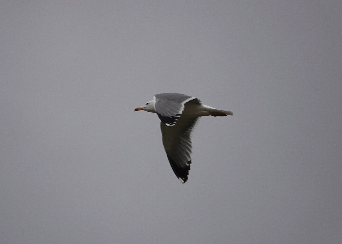 Gümüş Martı - ML646685123