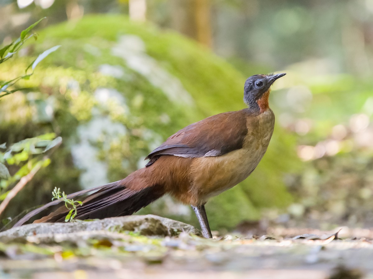 Albert's Lyrebird - ML646685124