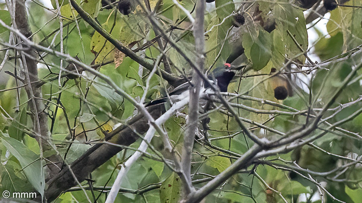 Brown-throated Wattle-eye - ML646685125