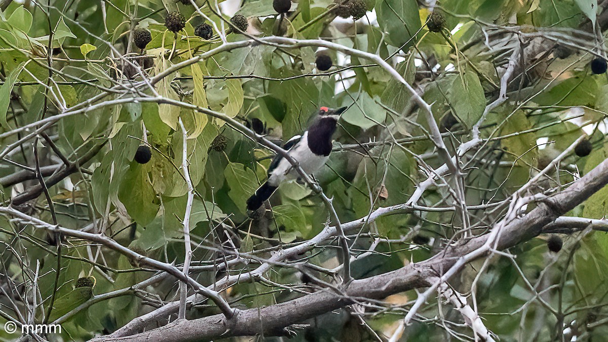 Brown-throated Wattle-eye - ML646685126