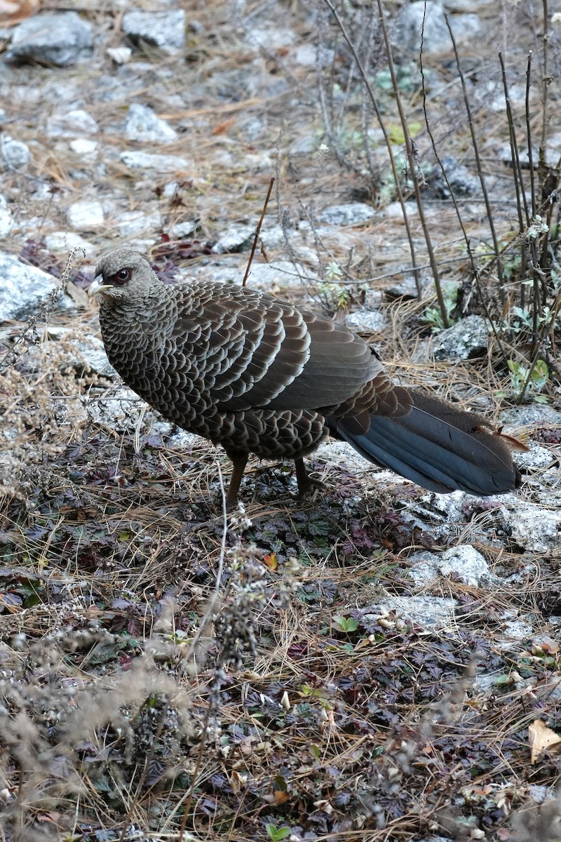 ミヤマハッカン - ML646685132