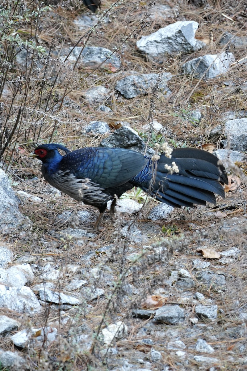 ミヤマハッカン - ML646685133