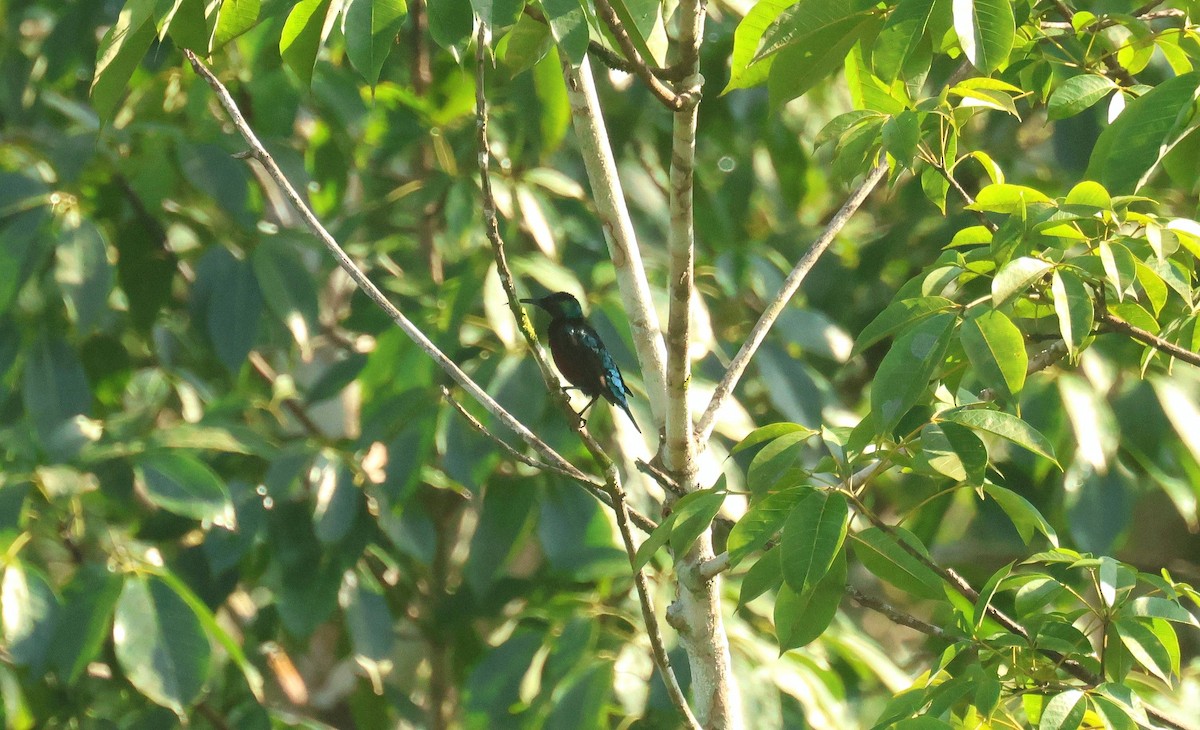 Johanna's Sunbird - ML646685134