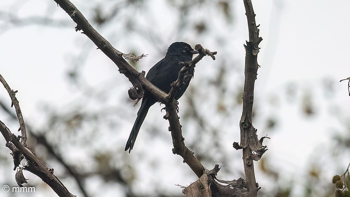 Northern Black-Flycatcher - ML646685135