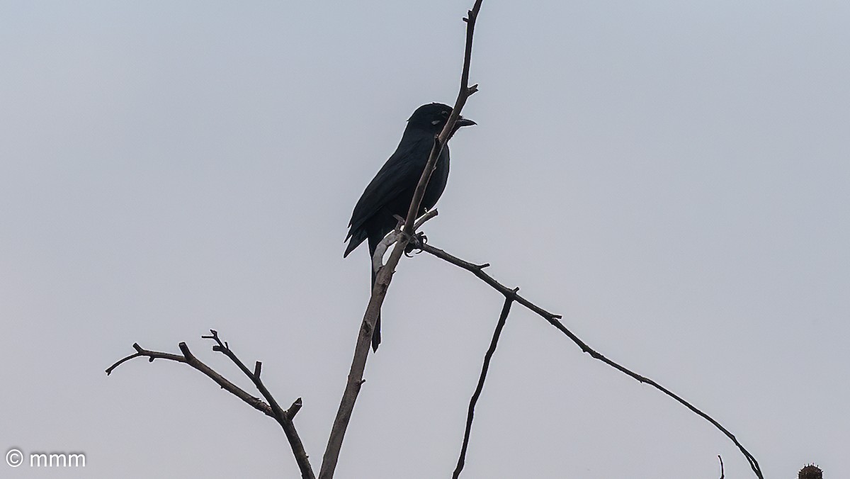 Northern Black-Flycatcher - ML646685136