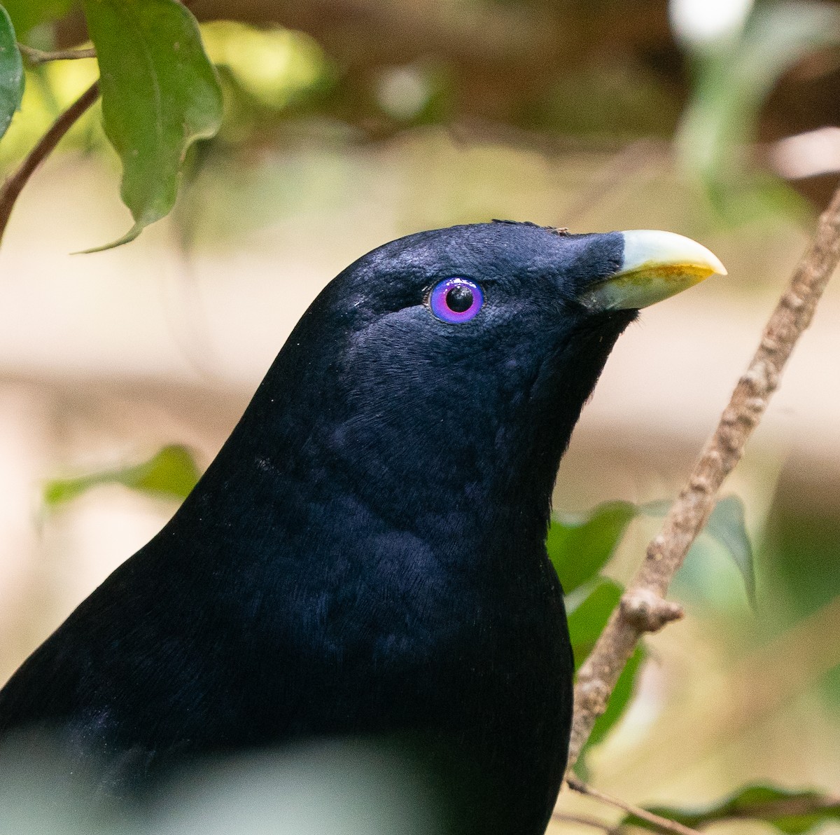 Satin Bowerbird - ML646685137