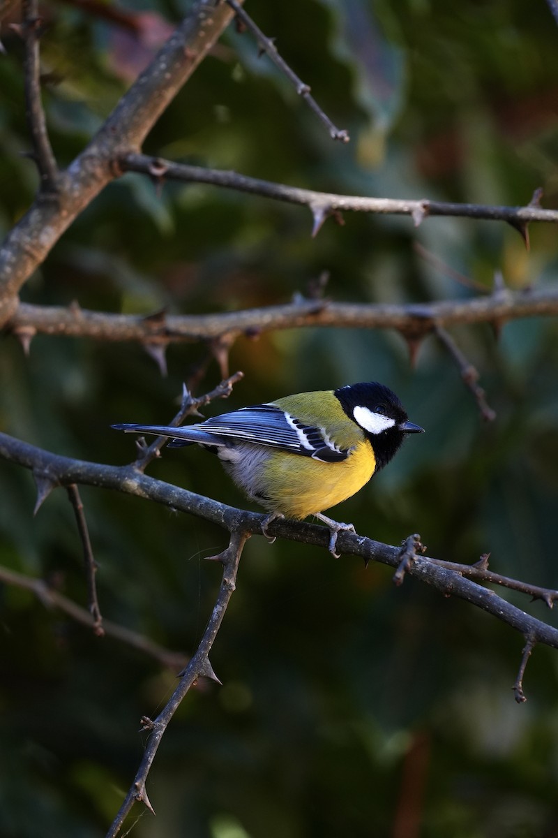 Green-backed Tit - ML646685138