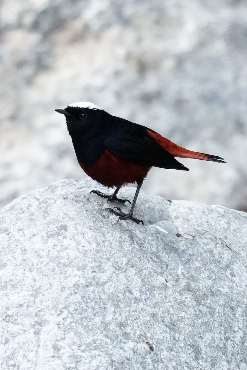 White-capped Redstart - ML646685143