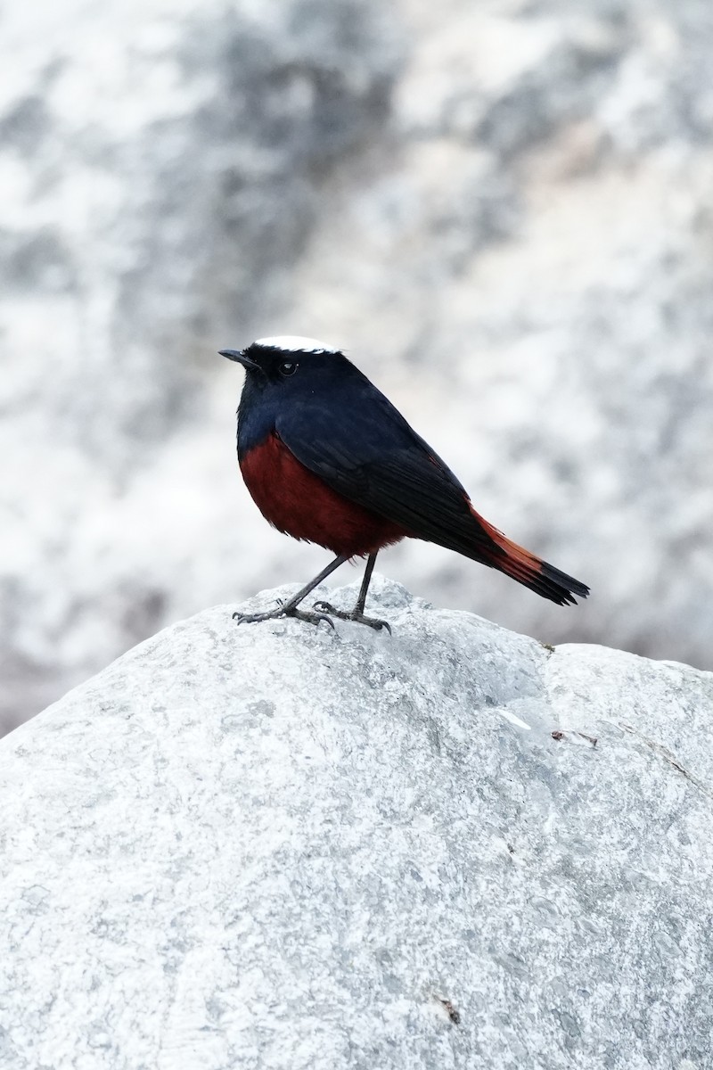 White-capped Redstart - ML646685144