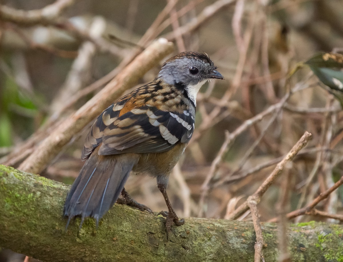 Colaespina de Temminck - ML646685145