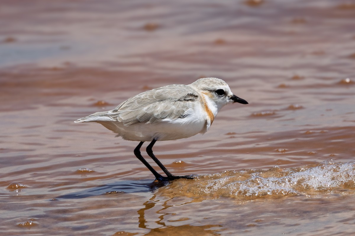 חופמי חום-צווארון - ML646685147
