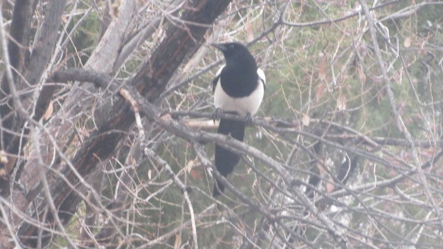 straka obecná - ML646685148