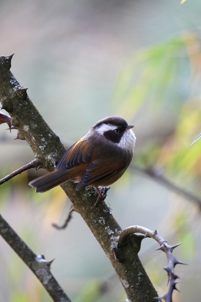 White-browed Fulvetta - ML646685149