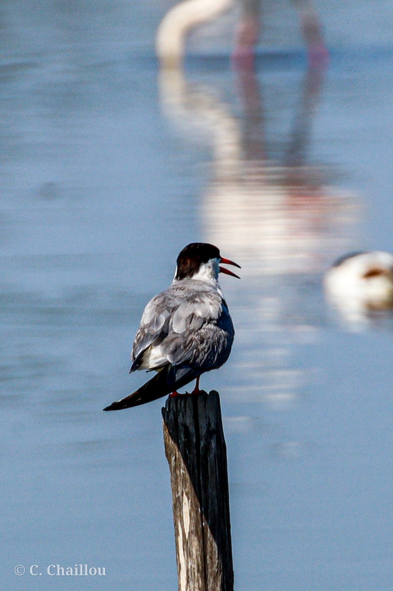 Common Tern - ML646685151