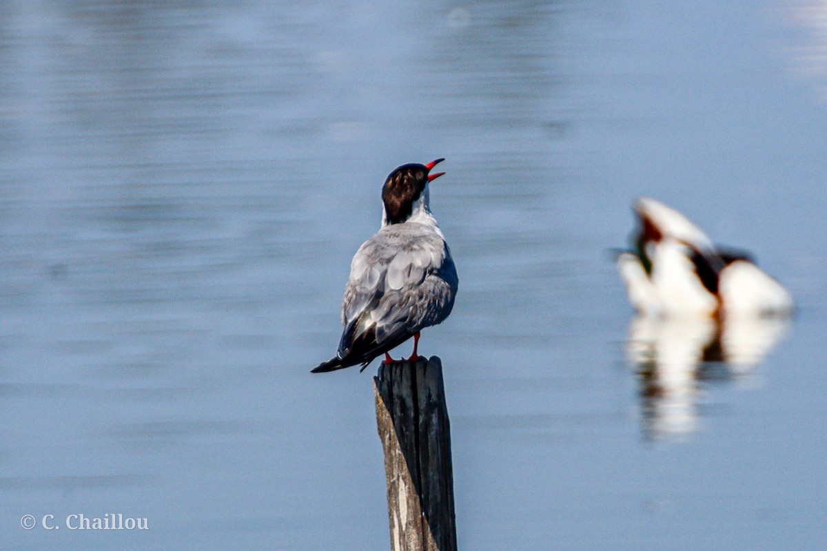 Common Tern - ML646685152
