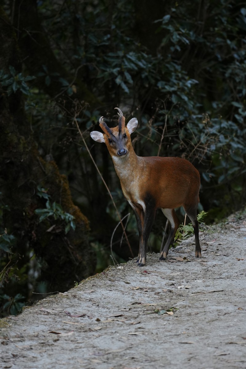 Muntjacs - ML646685153