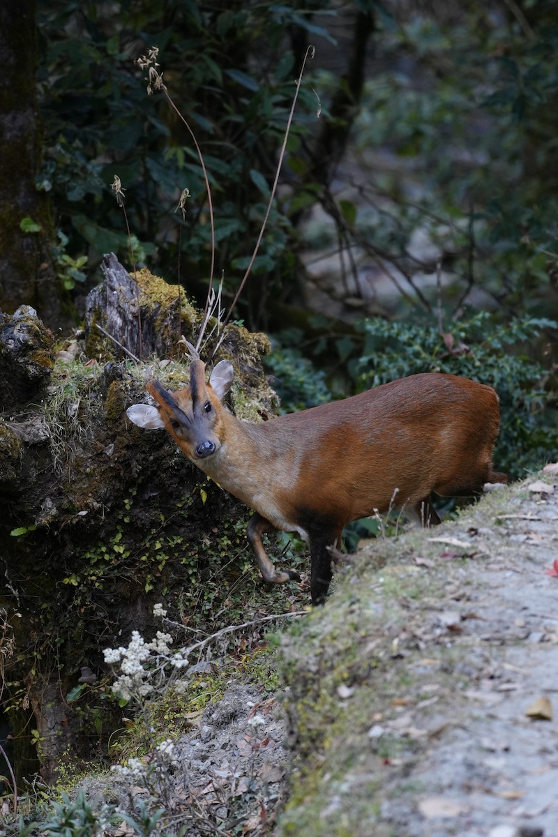 Muntjacs - ML646685154