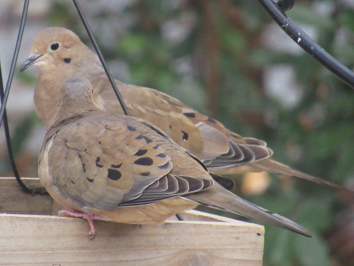 Zenaida arrunta - ML646685155