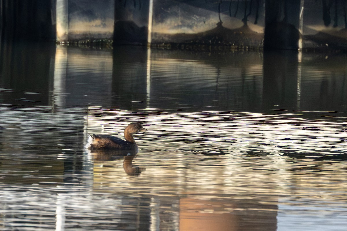 Txilinporta mokolodia - ML646685158