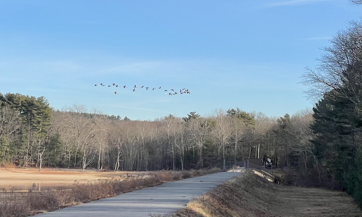 Ross antzara - ML646685160