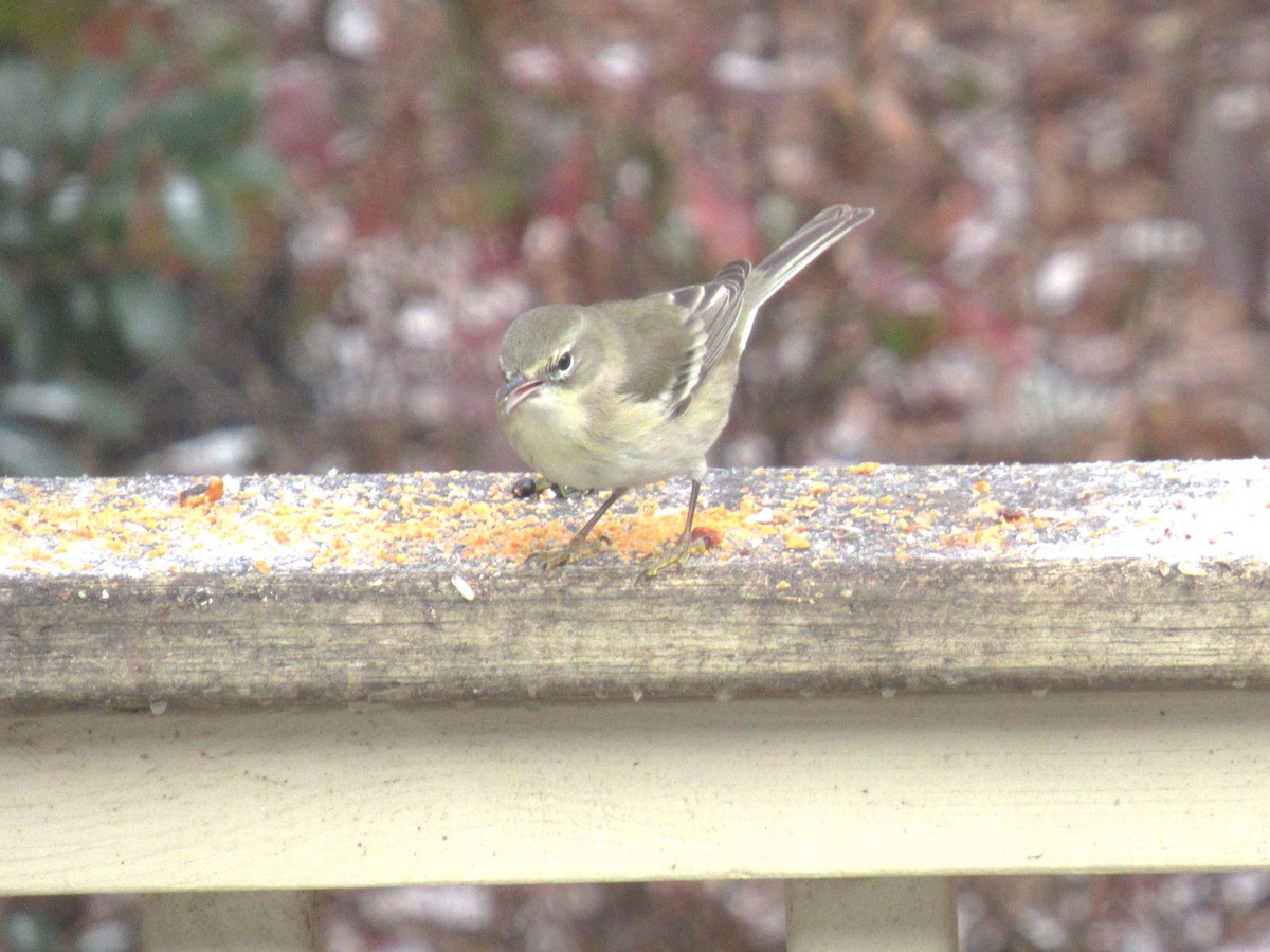 Pine Warbler - ML646685161