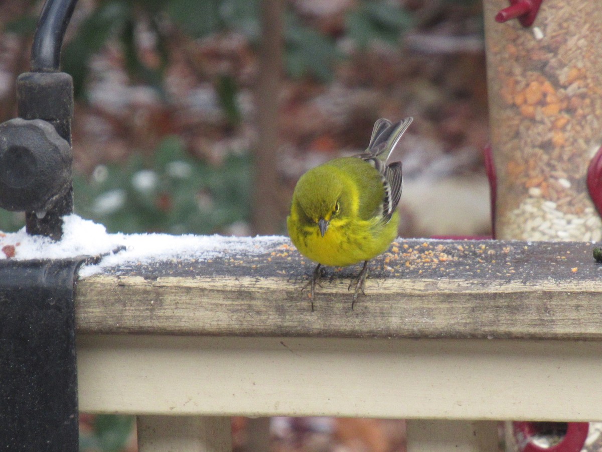 Pine Warbler - ML646685162