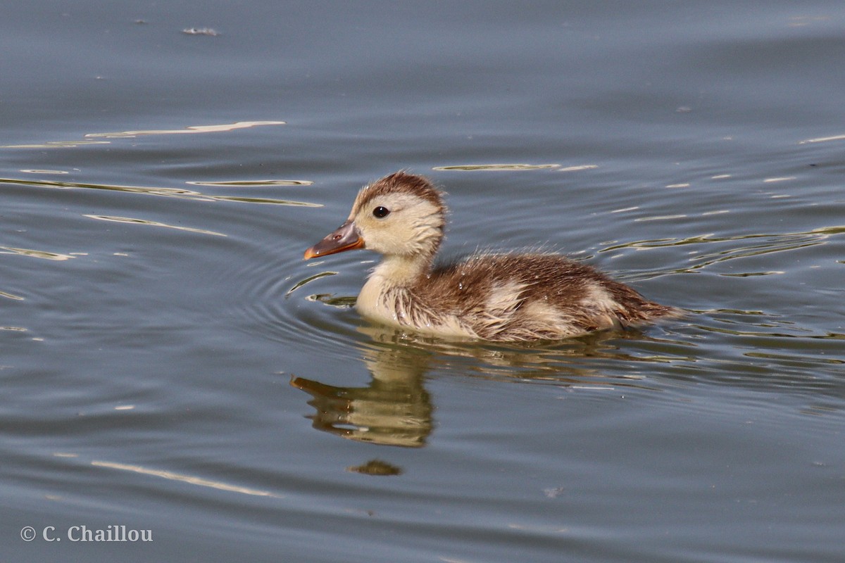 Basahatea - ML646685163