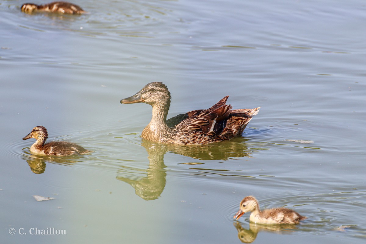 Basahatea - ML646685164