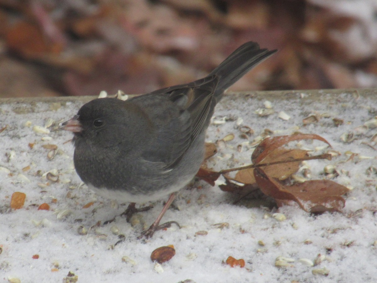 Dark-eyed Junco - ML646685171
