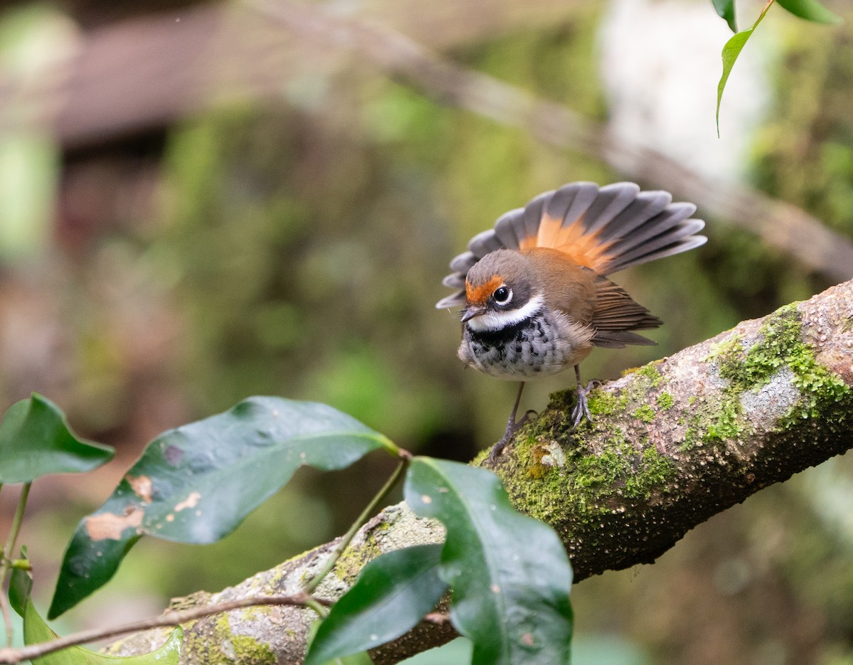 Australian Rufous Fantail - ML646685172
