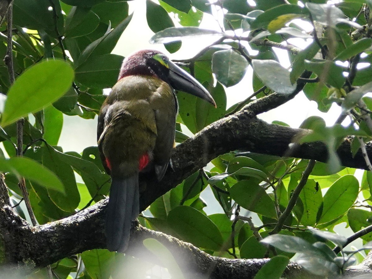 Yellow-eared Toucanet - ML646685173