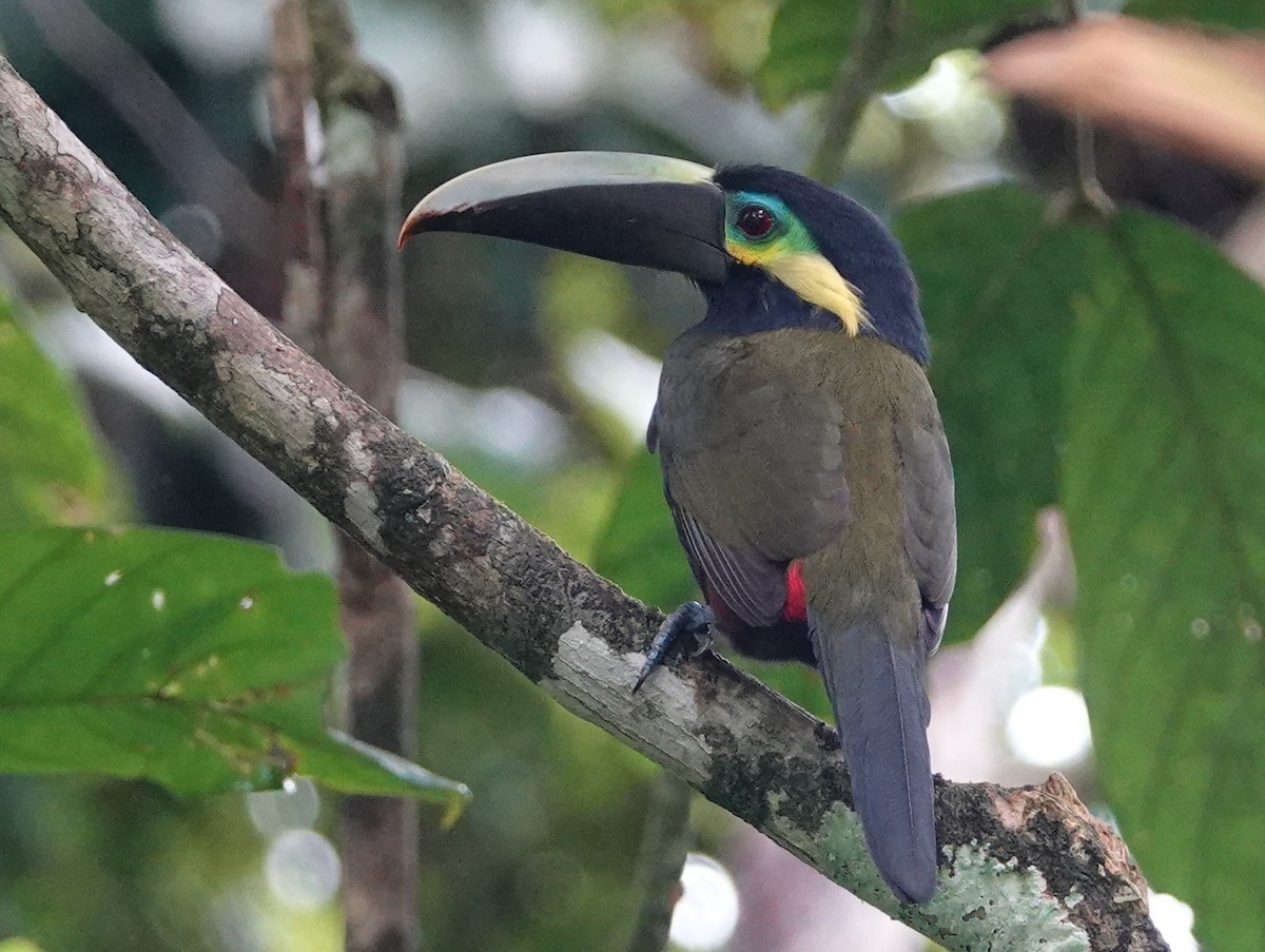 Yellow-eared Toucanet - ML646685174