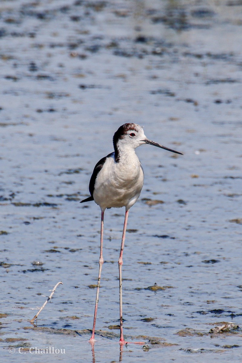 Bernagorri iluna - ML646685175