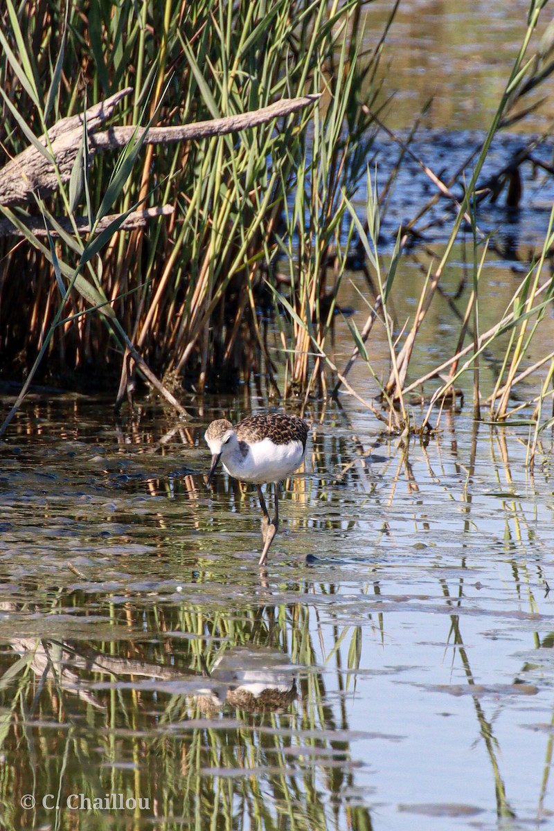 Bernagorri iluna - ML646685176