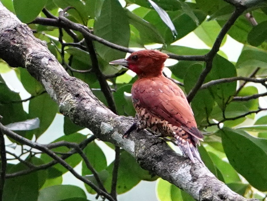 Cinnamon Woodpecker - ML646685177