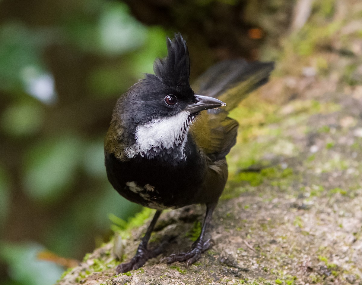 Eastern Whipbird - ML646685178