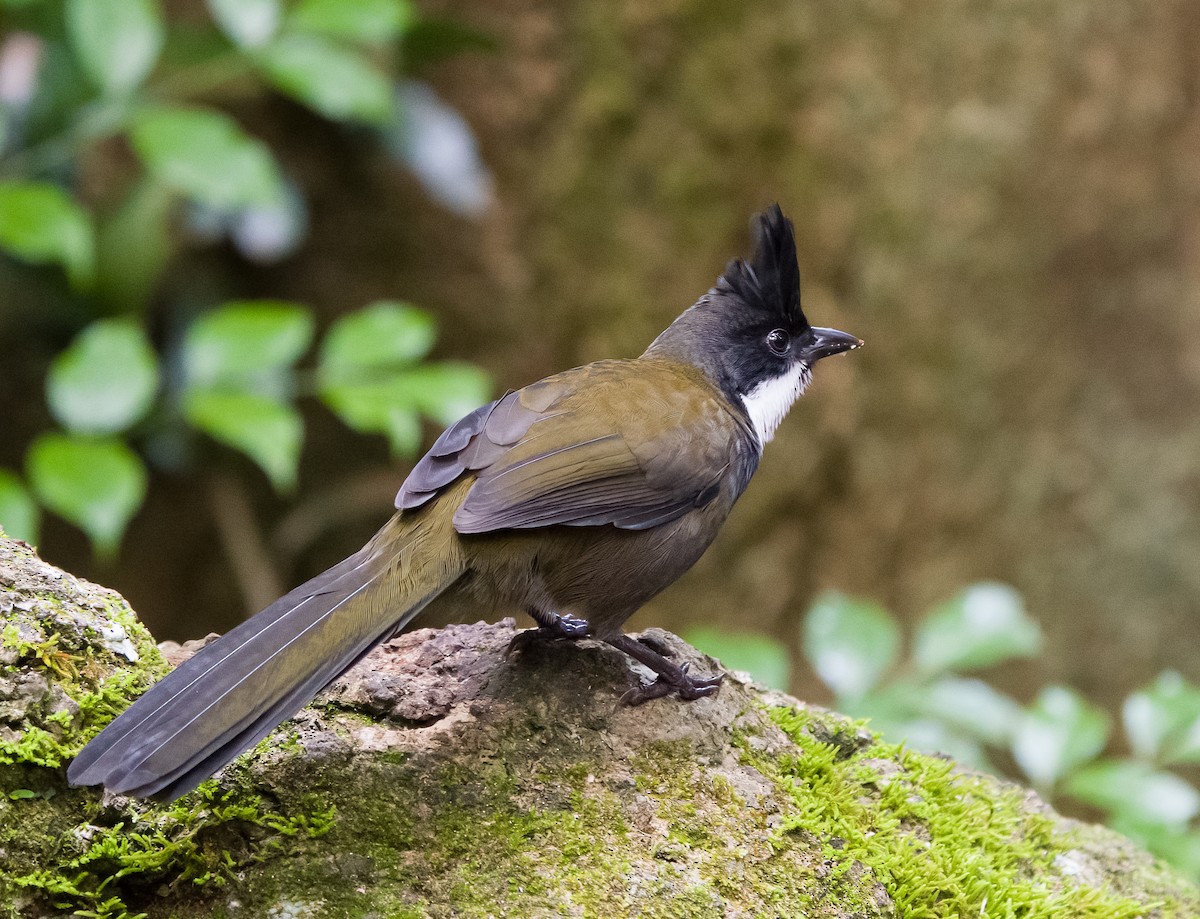 Eastern Whipbird - ML646685179