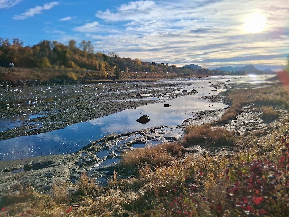 Elur-antzara - ML646685180