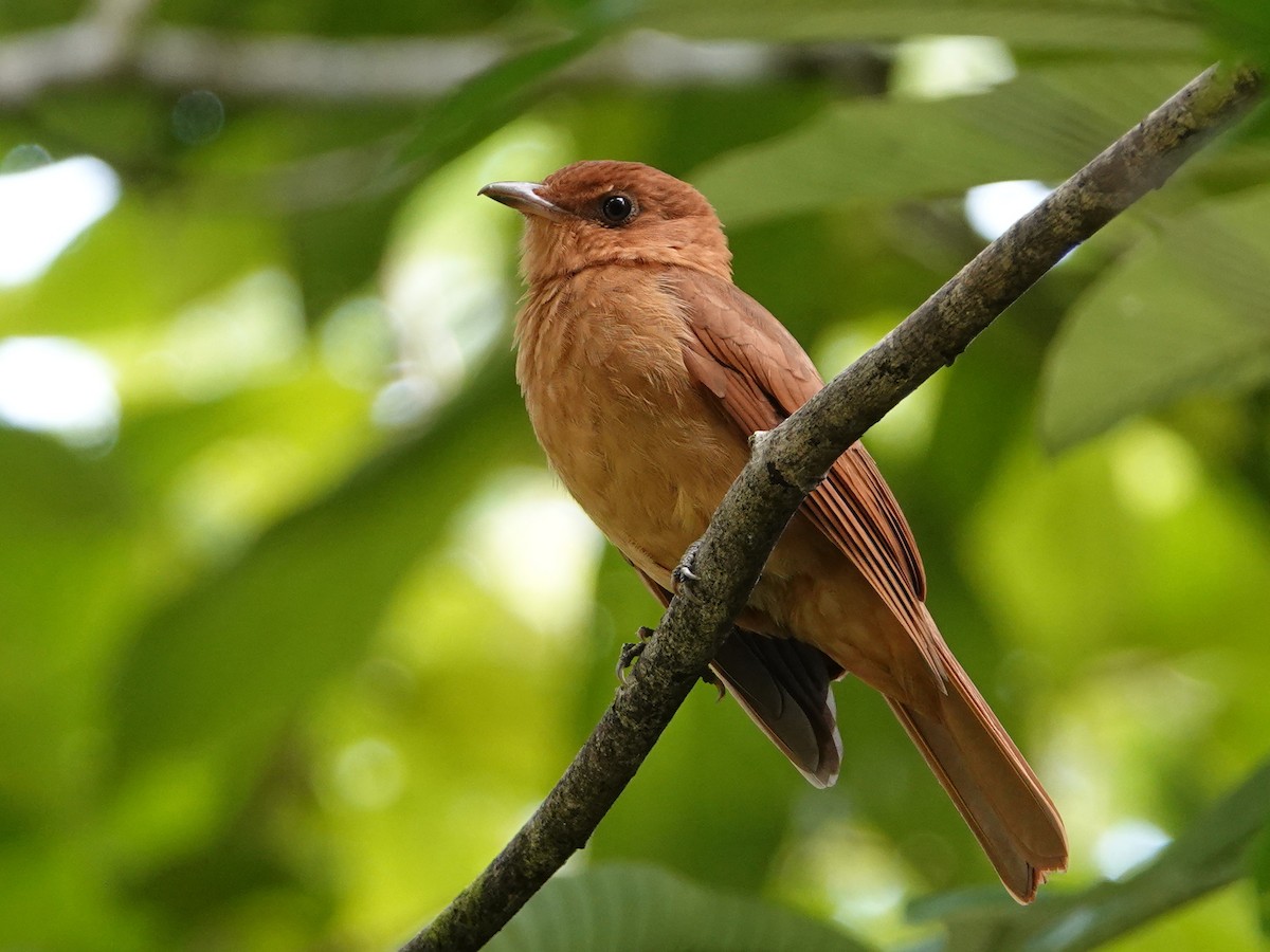 Rufous Piha - ML646685181