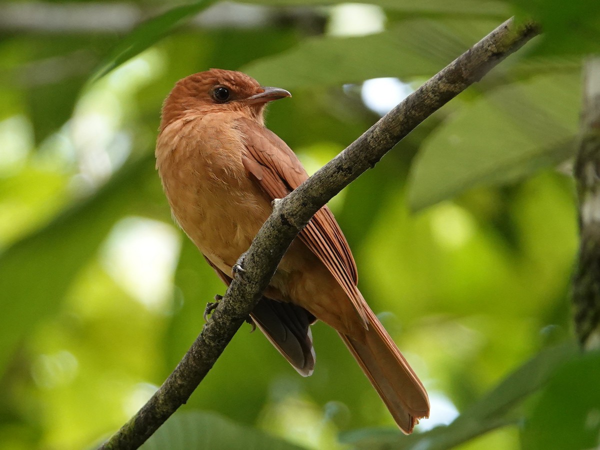 Rufous Piha - ML646685182