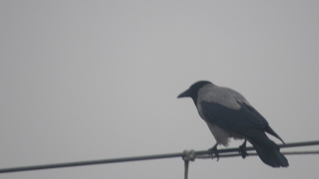 Bele txanoduna - ML646685183