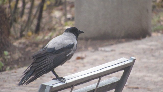 Bele txanoduna - ML646685184