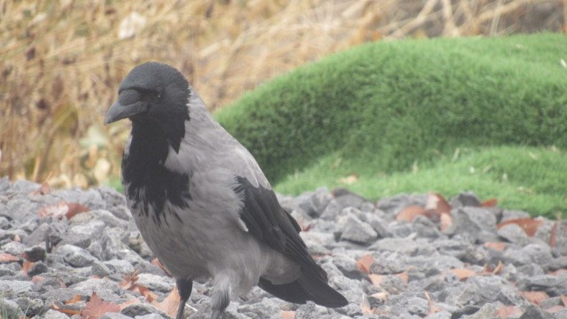 Bele txanoduna - ML646685185